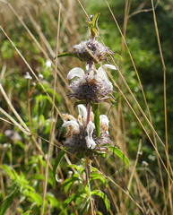 Monarda pectinata