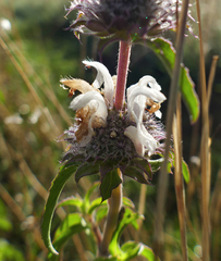 Monarda pectinata