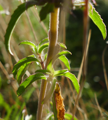 Monarda pectinata
