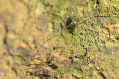 Holocnemus hispanicus