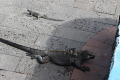 Amblyrhynchus cristatus hassi