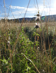 Monarda pectinata
