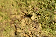 Holocnemus hispanicus