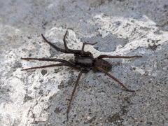 Segestria florentina