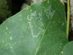 Phodoryctis caerulea