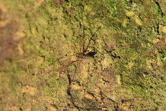 Holocnemus hispanicus