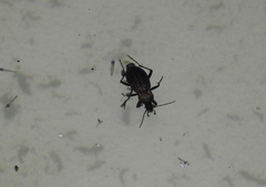 Carabus rugosus celtibericus
