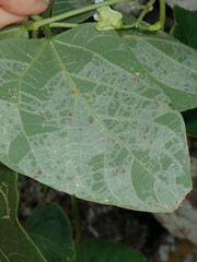 Phodoryctis caerulea