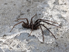 Segestria florentina
