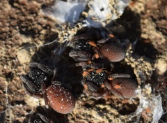 Smarididae