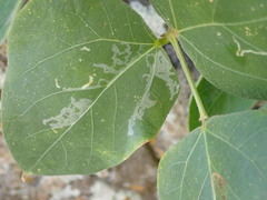 Phodoryctis caerulea