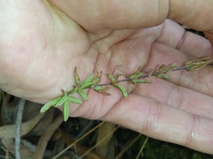 Pellaea ternifolia