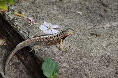 Microlophus indefatigabilis