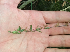 Pellaea ternifolia