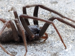 Segestria florentina