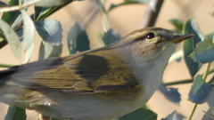 Phylloscopus ibericus