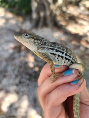 Anolis lineatus