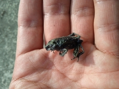 Gastrotheca riobambae