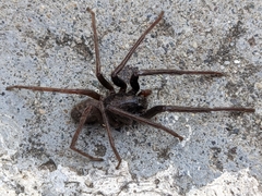 Segestria florentina