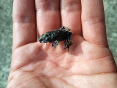 Gastrotheca riobambae