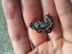 Gastrotheca riobambae