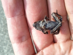 Gastrotheca riobambae