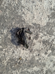 Gastrotheca riobambae