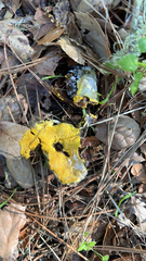 Hypomyces chrysospermus