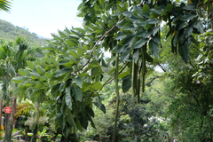 Cassia fistula
