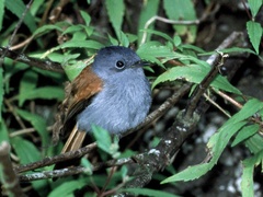 Terpsiphone bourbonnensis