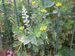 Lotus ornithopodioides