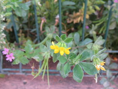 Lotus ornithopodioides