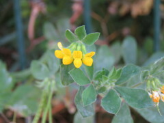 Lotus ornithopodioides