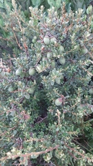 Diospyros austro-africana