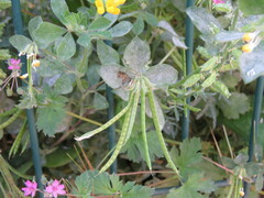 Lotus ornithopodioides