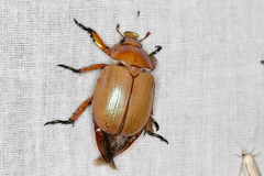 Anoplognathus montanus