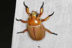 Anoplognathus montanus