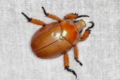 Anoplognathus montanus