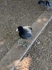 Fulica americana
