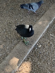 Fulica americana