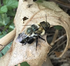 Osmia bucephala