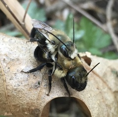 Osmia bucephala