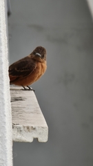 Hirundinea ferruginea