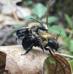 Osmia bucephala