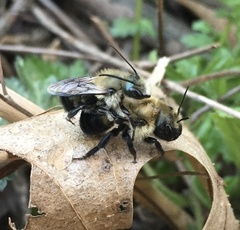 Osmia bucephala