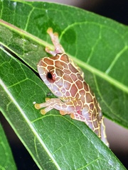 Dendropsophus reticulatus