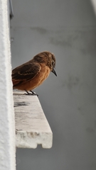 Hirundinea ferruginea