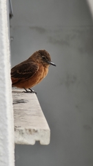 Hirundinea ferruginea