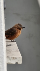 Hirundinea ferruginea