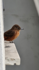 Hirundinea ferruginea